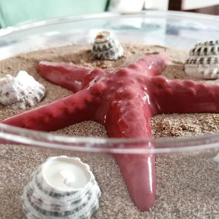 Casa Amaranto Apartman Terrasini Kültér fotó